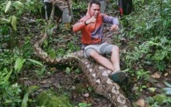 Habis Telan Anak Sapi, Ular Sanca Itu Mager Saat Ditemukan Warga Maros