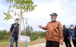 Mahoni Hingga Tabebuya, Ribuan Pohon Hijaukan Jalan Menuju Bandara Buntu Kunik