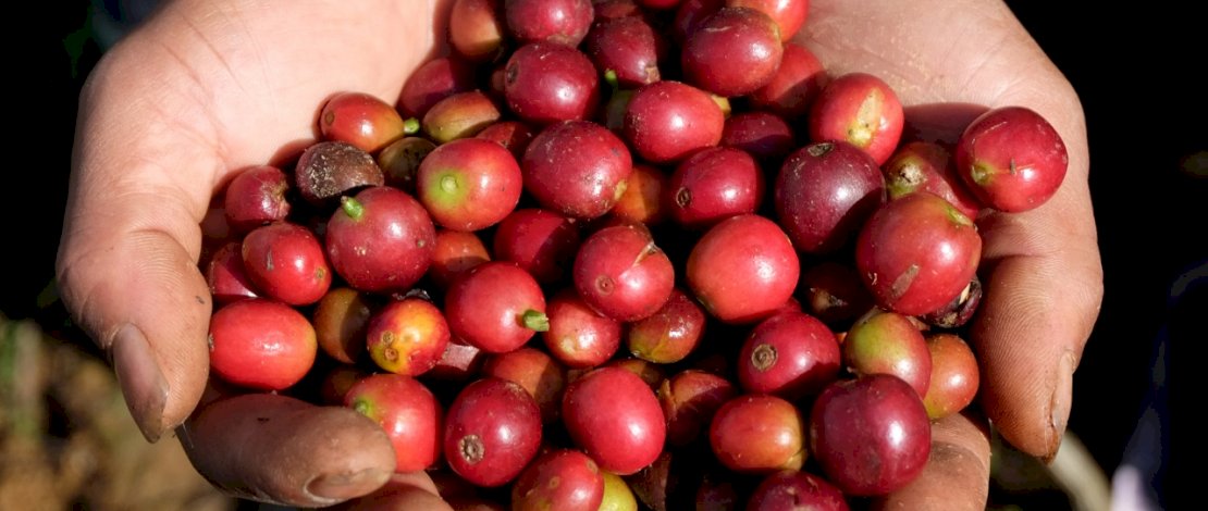 Junaidi memetik kopinya di Desa Lantimojong, Enrekang, Minggu (30/5/2021). Sumber foto: Zul Kifli. 