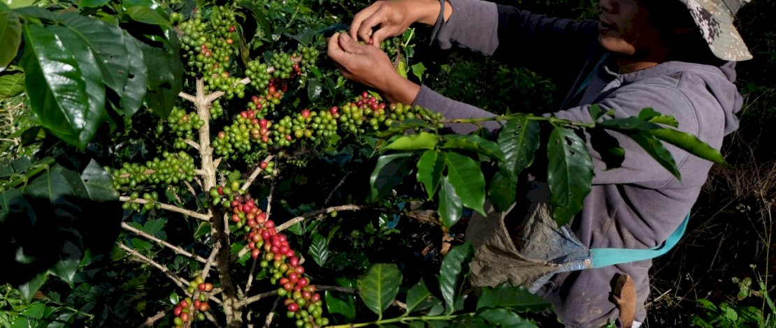 Junaidi memetik kopinya di Desa Lantimojong, Enrekang, Minggu (30/5/2021). Sumber foto: Zul Kifli. 
