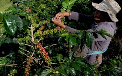 Jerit Petani Kopi di Tengah Covid-19, Banyak Tebang Pohon Ganti Tanam Bawang