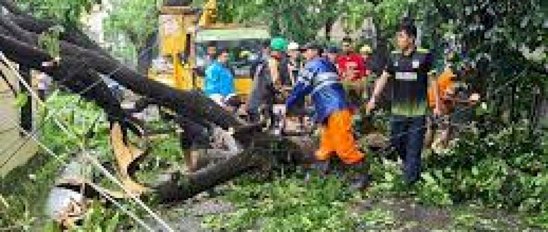 13 Pohon Tumbang Akibat Hujan Lebat dan Angin Kencang di Kabupaten Gowa