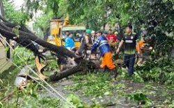 13 Pohon Tumbang Akibat Hujan Lebat dan Angin Kencang di Kabupaten Gowa