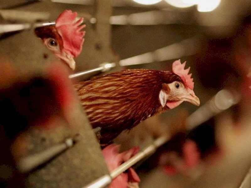 WHO Umumkan Kematian Pertama di Dunia Akibat Flu Burung