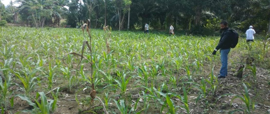 Benih jagung Betras 1 tumbuh baik di Lutra.