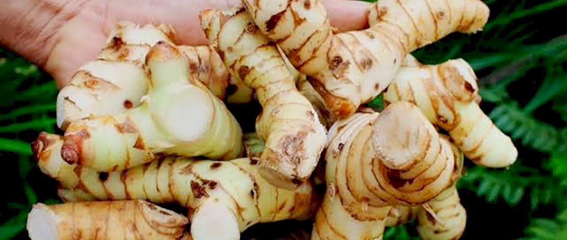 Memanfaatkan Hasil Rempah Untuk Meningkatkan Imun Tubuh