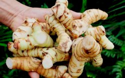 Memanfaatkan Hasil Rempah Untuk Meningkatkan Imun Tubuh