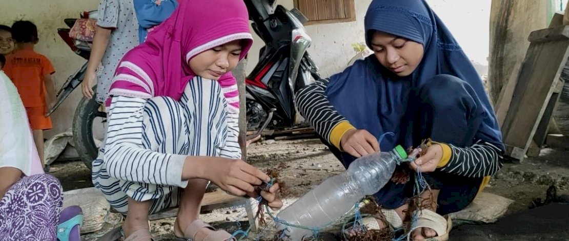 Nursabilah sedang mengikat rumput laut bersama teman-temannya.