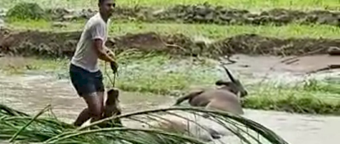 Banjir Bulukumba Buat Peternak Meringis, Puluhan Ekor Sapi Mati dan Hanyut Terseret Arus