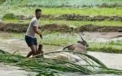 Banjir Bulukumba Buat Peternak Meringis, Puluhan Ekor Sapi Mati dan Hanyut Terseret Arus