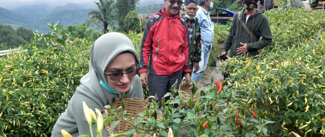 Bupati Lutra, Indah Putri Indriani tampak asik memetik cabe di salah satu kebun milik warga di desa wisata Kecamatan Rongkong, Kabupaten Luwu Utara, Minggu (11/7/2021).