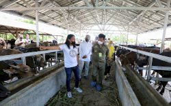 H-3 Idul Adha, Wali Kota Danny-Mentan RI Syahrul Kunjungi RPH Antang