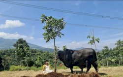 Irfan Hakim Takjub Saat Ketemu Sapi Kurbannya yang Sebesar Gajah 