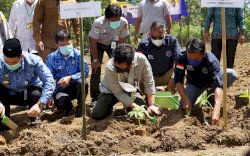 Mentan SYL Larang Ekspor Bibit Porang