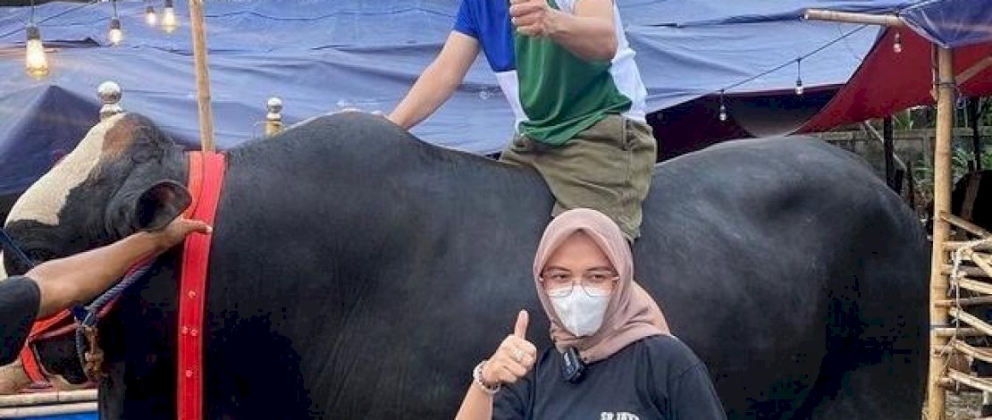Wow, Harga per Ekor Sapi Kurban Raffi Ahmad Seharga Satu Unit Mobil