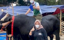 Wow, Harga per Ekor Sapi Kurban Raffi Ahmad Seharga Satu Unit Mobil