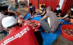 Pengurus PDIP Sulsel Kurban 125 Ekor Sapi