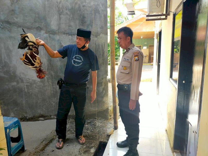 Gerebek Judi Sabung Ayam di Bukit Baruga, Polisi Hanya Amankan 11 Ekor Ayam