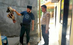 Gerebek Judi Sabung Ayam di Bukit Baruga, Polisi Hanya Amankan 11 Ekor Ayam