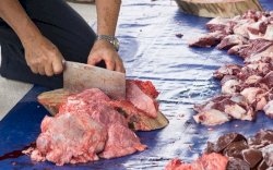 Tips Menyimpan Daging Kurban Agar Tetap Segar dan Bergizi Meski Lama di Kulkas 