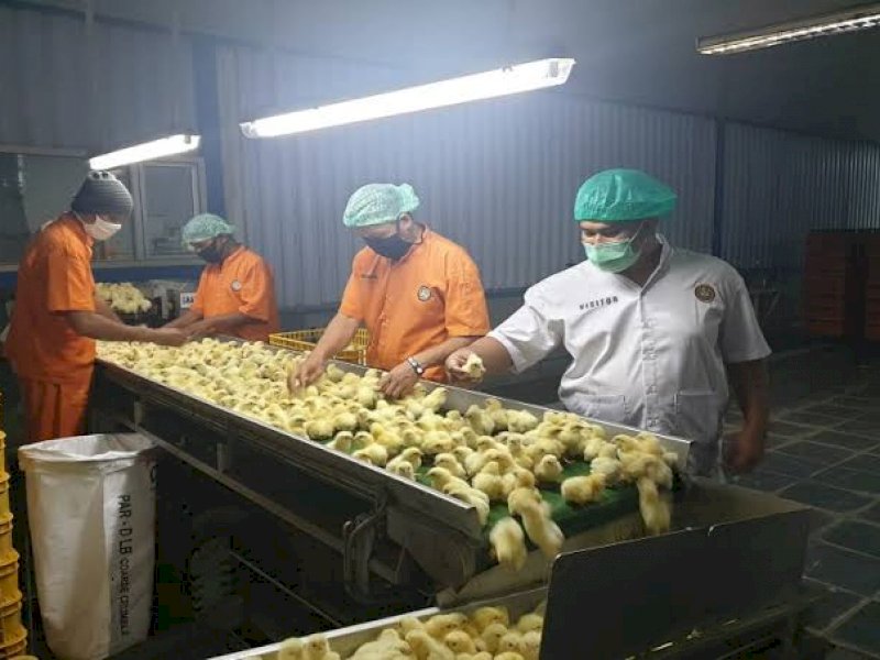 Lindungi Peternak, Kementan Kendalikan Produksi DOC FS