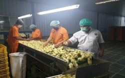 Lindungi Peternak, Kementan Kendalikan Produksi DOC FS