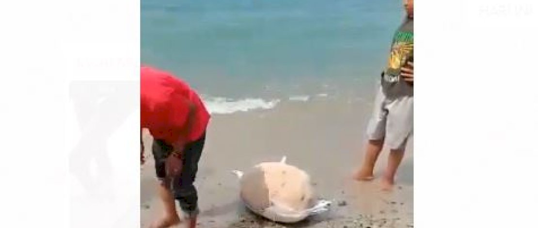 Tangkapan layar batu terapung di Parigi Utara, Sulteng. 