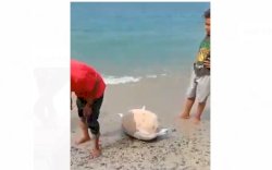 Viral Video Sebongkah Batu Seberat 100 Kg di Parigi Utara Terapung di Laut