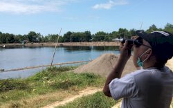 Terima Laporan Udang Mati Mendadak di Bone, Basri Hamal: Bukan Karena Virus