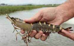 UPT PBAPL Barru Target Produksi 21,5 Juta Benur Hingga Akhir Tahun Ini