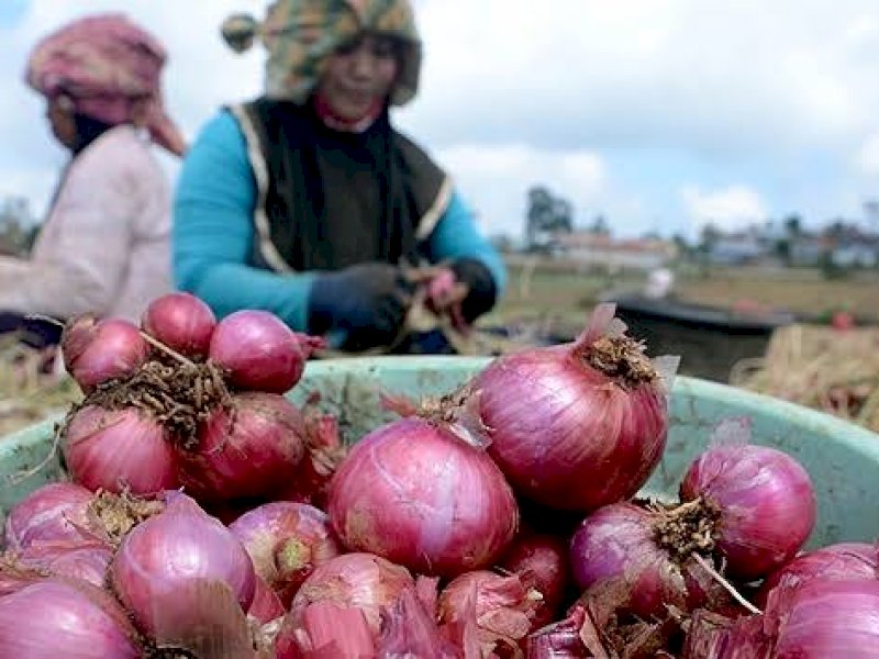 Stabilkan Pasokan, Kementan Kembali Subsidi Distribusi Bawang Merah ke Maluku