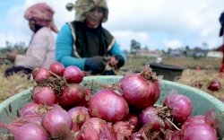 Stabilkan Pasokan, Kementan Kembali Subsidi Distribusi Bawang Merah ke Maluku