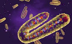 Terkontaminasi Salmonella, 500 Kuintal Produk Makanan Kucing Ditarik dari Peredaran