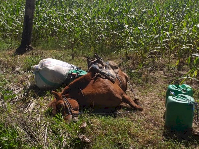 Tersengat Jeratan Babi, Petani Bulukumba Tewas Bersama Dua Kudanya
