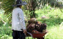 Kelompok Tani Lutra Pertanyakan Penanganan Kasus Dugaan Korupsi PSR