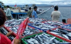 Pandemi Tak Pengaruhi Nilai Ekspor Perikanan Indonesia, Semester I Naik 7,3 Persen 