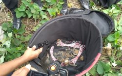 Tim Penjinak Bom Polda Sulsel Ledakkan Granat Temuan Warga di Desa Mari Mari Luwu Utara