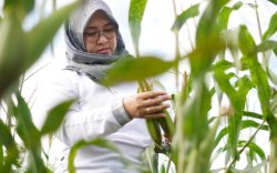 Husniah Daeng Talenrang dan Peran Petani Penggerak Ekonomi