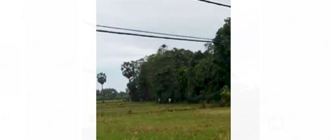 TKP dan pencuri dikejar di persawahan.