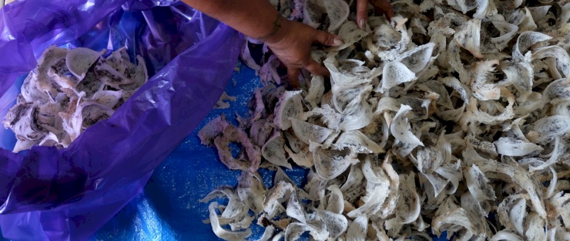 Pekerja menyortir sarang burung walet hasil panenya di Parepare, Sulawesi Selatan, Jumat, 24 September 2021. Di tengah pandemi Covid-19, Indonesia mengalami peningkatan ekspor sarang burung walet dan menjadi salah satu komoditas alternatif yang dapat mengatasi keterpurukan ekonomi di tengah pandemi Covid-19. PHOTOGRAFER/ZUL KIFLI