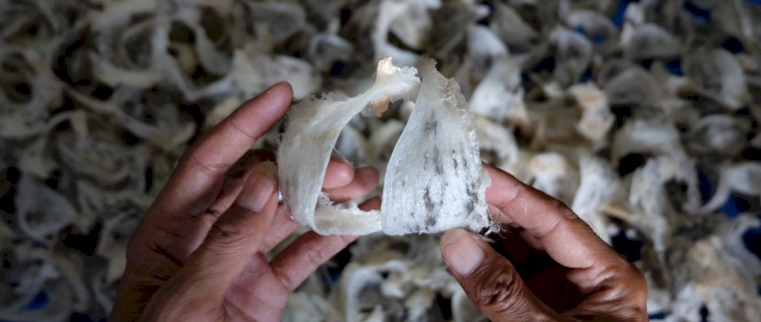 Pekerja menyortir sarang burung walet hasil panenya di Parepare, Sulawesi Selatan, Jumat, 24 September 2021. Di tengah pandemi Covid-19, Indonesia mengalami peningkatan ekspor sarang burung walet dan menjadi salah satu komoditas alternatif yang dapat mengatasi keterpurukan ekonomi di tengah pandemi Covid-19. PHOTOGRAFER/ZUL KIFLI