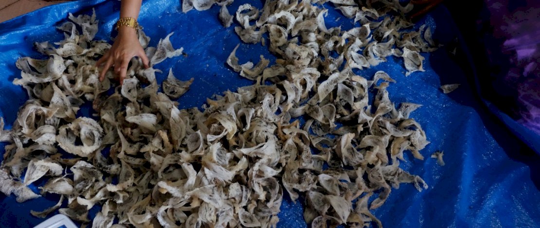 Pekerja menyortir sarang burung walet hasil panenya di Parepare, Sulawesi Selatan, Jumat, 24 September 2021. Di tengah pandemi Covid-19, Indonesia mengalami peningkatan ekspor sarang burung walet dan menjadi salah satu komoditas alternatif yang dapat mengatasi keterpurukan ekonomi di tengah pandemi Covid-19. PHOTOGRAFER/ZUL KIFLI