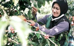 Petani di Rongkong Hasilkan Ratusan Juta Rupiah Sekali Musim