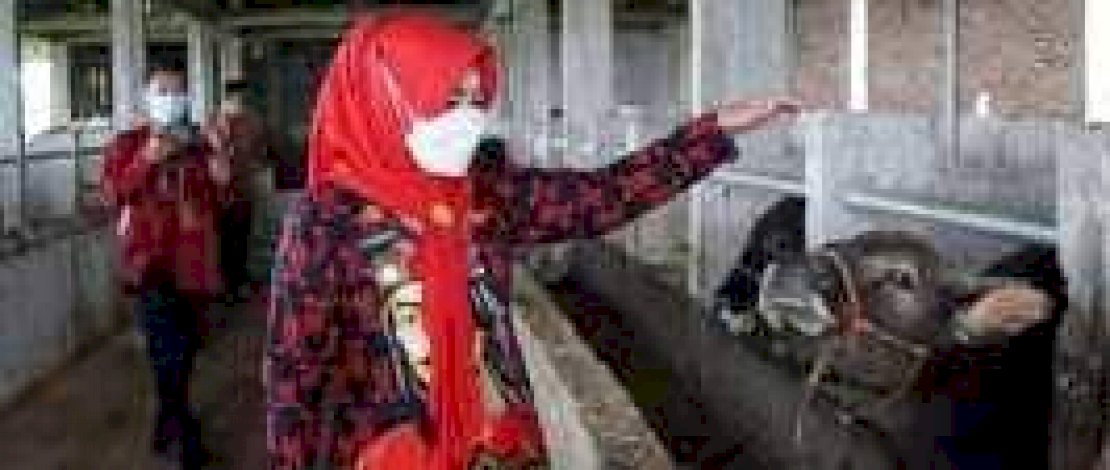Kementan Target 200 Ekor Sapi Perah Tiba di Gowa November Mendatang