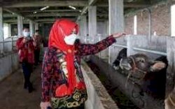 Kementan Target 200 Ekor Sapi Perah Tiba di Gowa November Mendatang