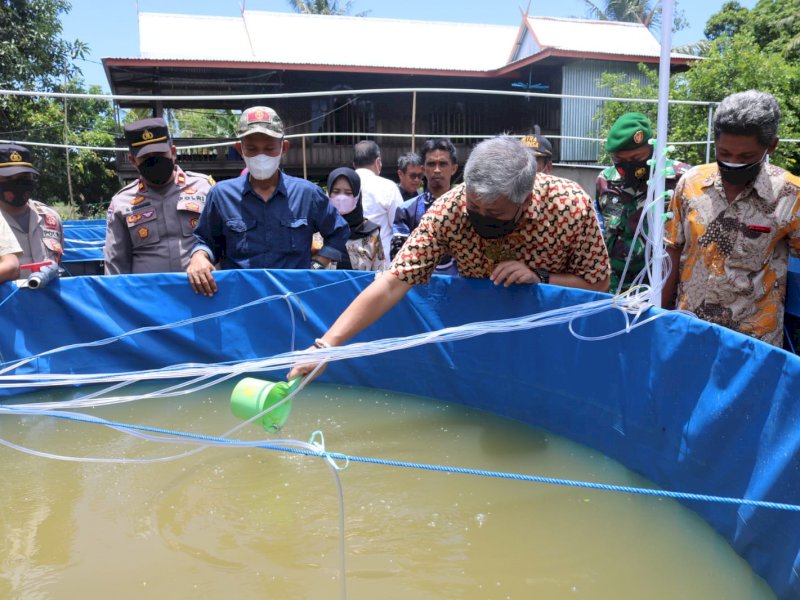 Kunjungi Desa Lerang, Bupati Pinrang Irwan Hamid Tebar Benih Ikan Nila