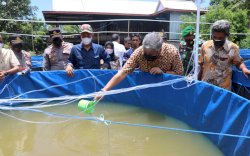 Kunjungi Desa Lerang, Bupati Pinrang Irwan Hamid Tebar Benih Ikan Nila