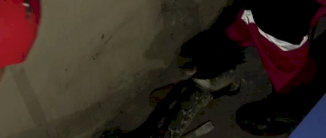 Proses evakuasi ular dari pipa rumah warga.