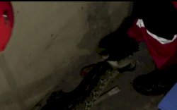 Warga Makassar Kaget Kucingnya Teriak-teriak, Saat Keluar Ternyata Dililit Ular