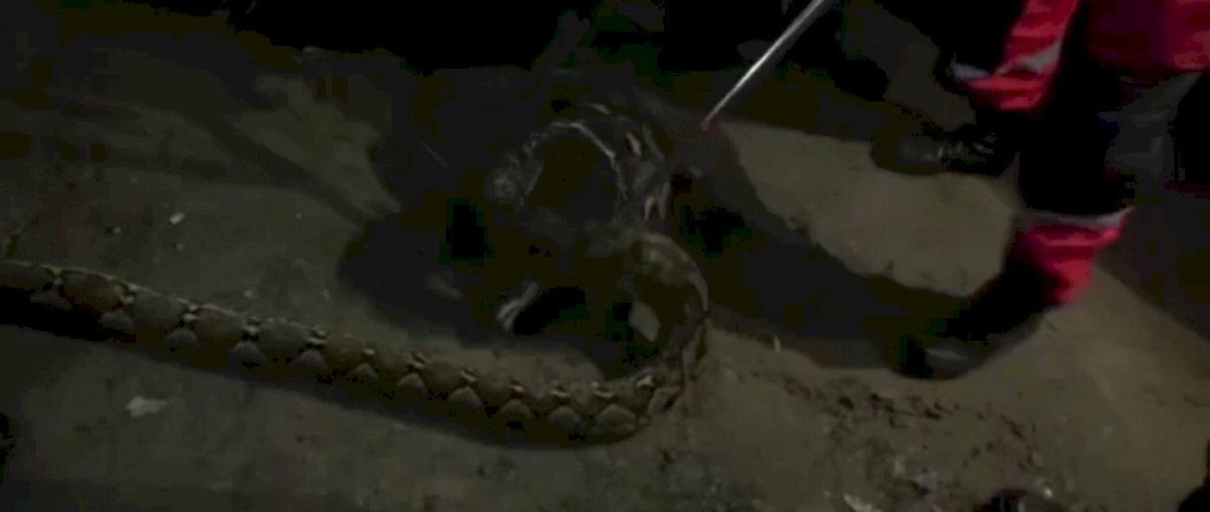 Proses evakuasi ular dari pipa rumah warga.